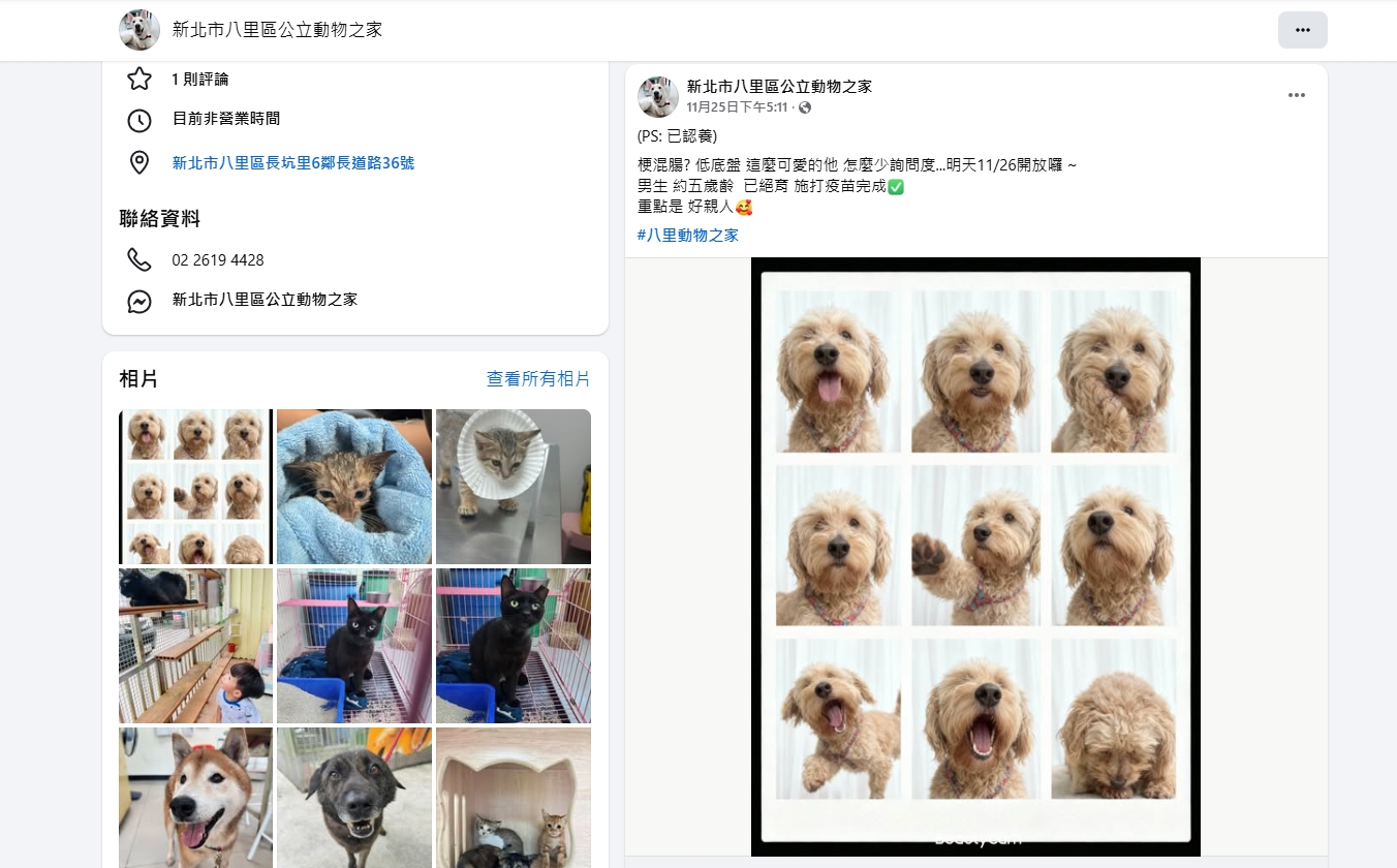 創意行銷收奇效 新北動保助超萌「米克斯」回歸幸福！ 圖片集錦，共 6 張
