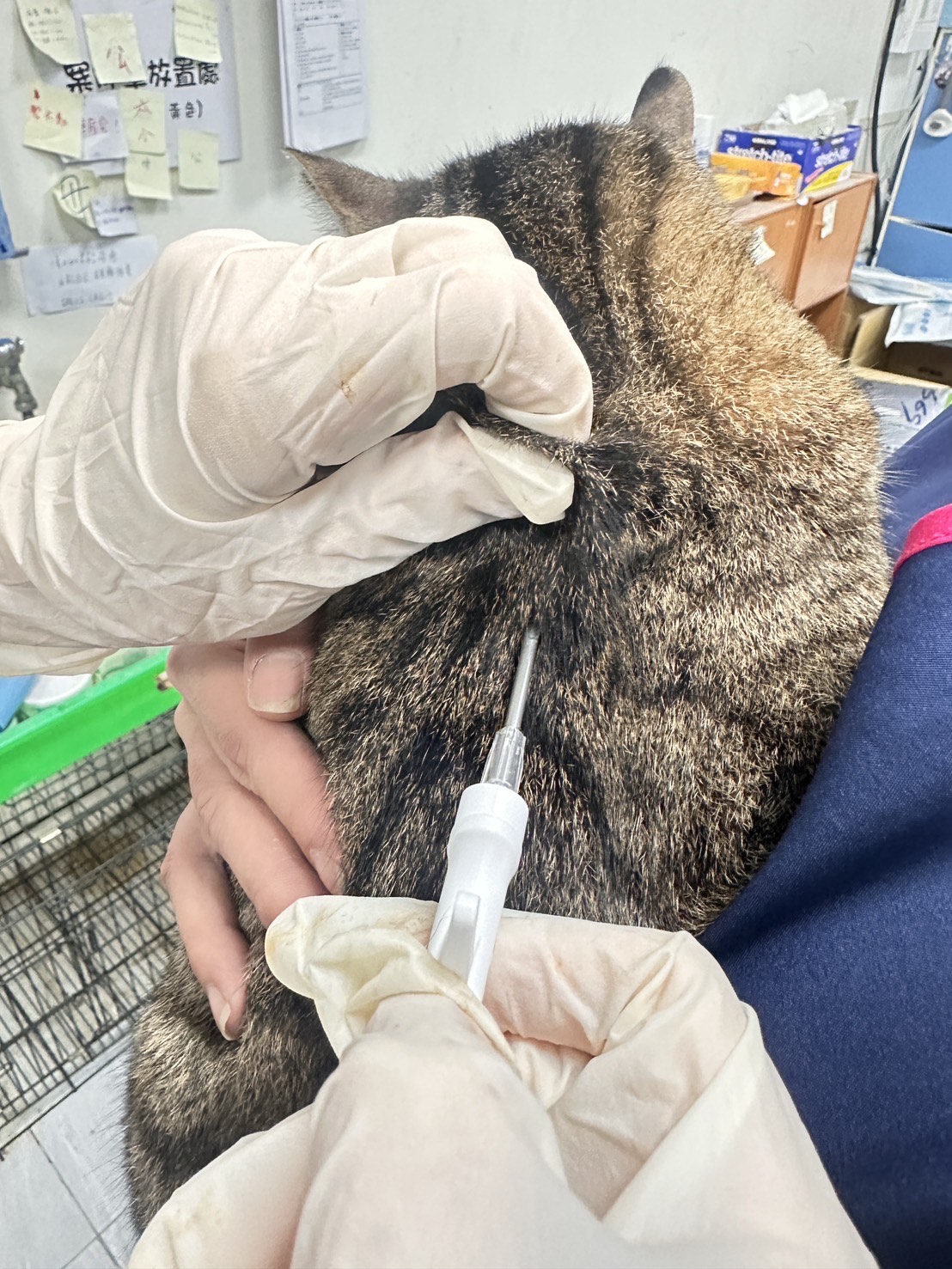 家貓自115年1月起全面納入強制登記苗栗縣持續強化犬貓防疫與源頭管理 圖片集錦，共 5 張