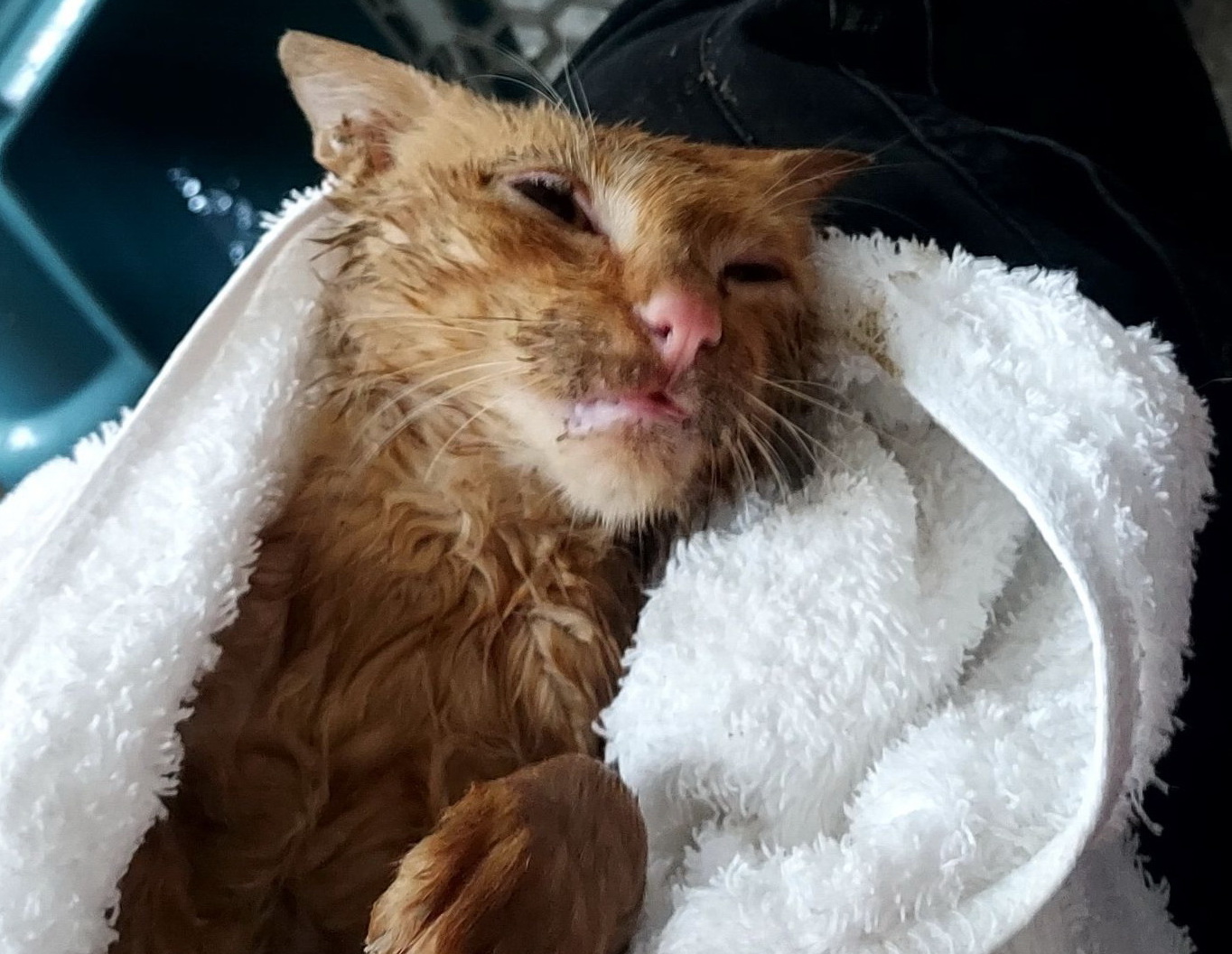 小橘貓受困排水溝失溫險死，新北動保處救援治療後找到認養家庭 圖片集錦，共 7 張