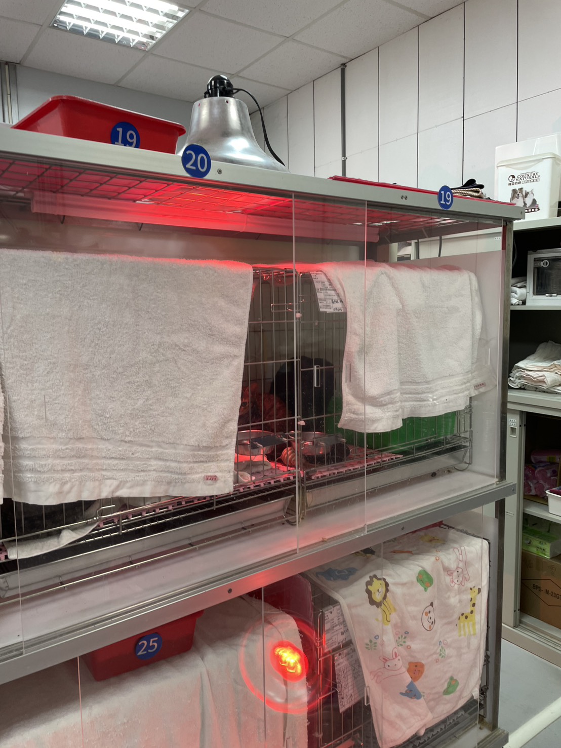 新北動保處防寒計畫啟動 暖心照護收容毛寶貝 圖片集錦，共 5 張