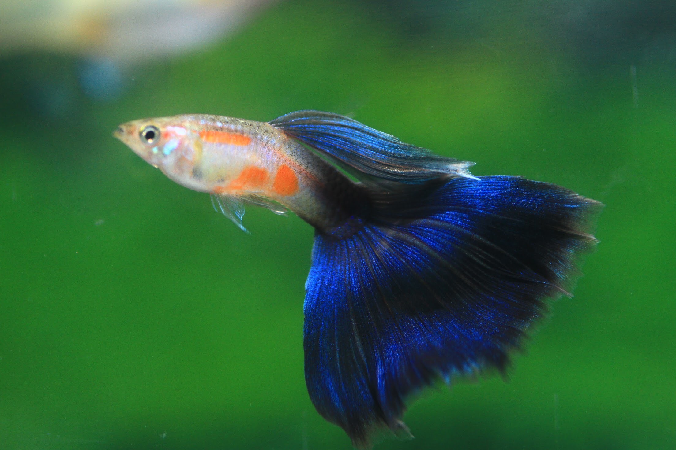 新北市動保處為觀賞魚養殖場檢驗，讓臺灣魚走出國門賺外匯 圖片集錦，共 7 張