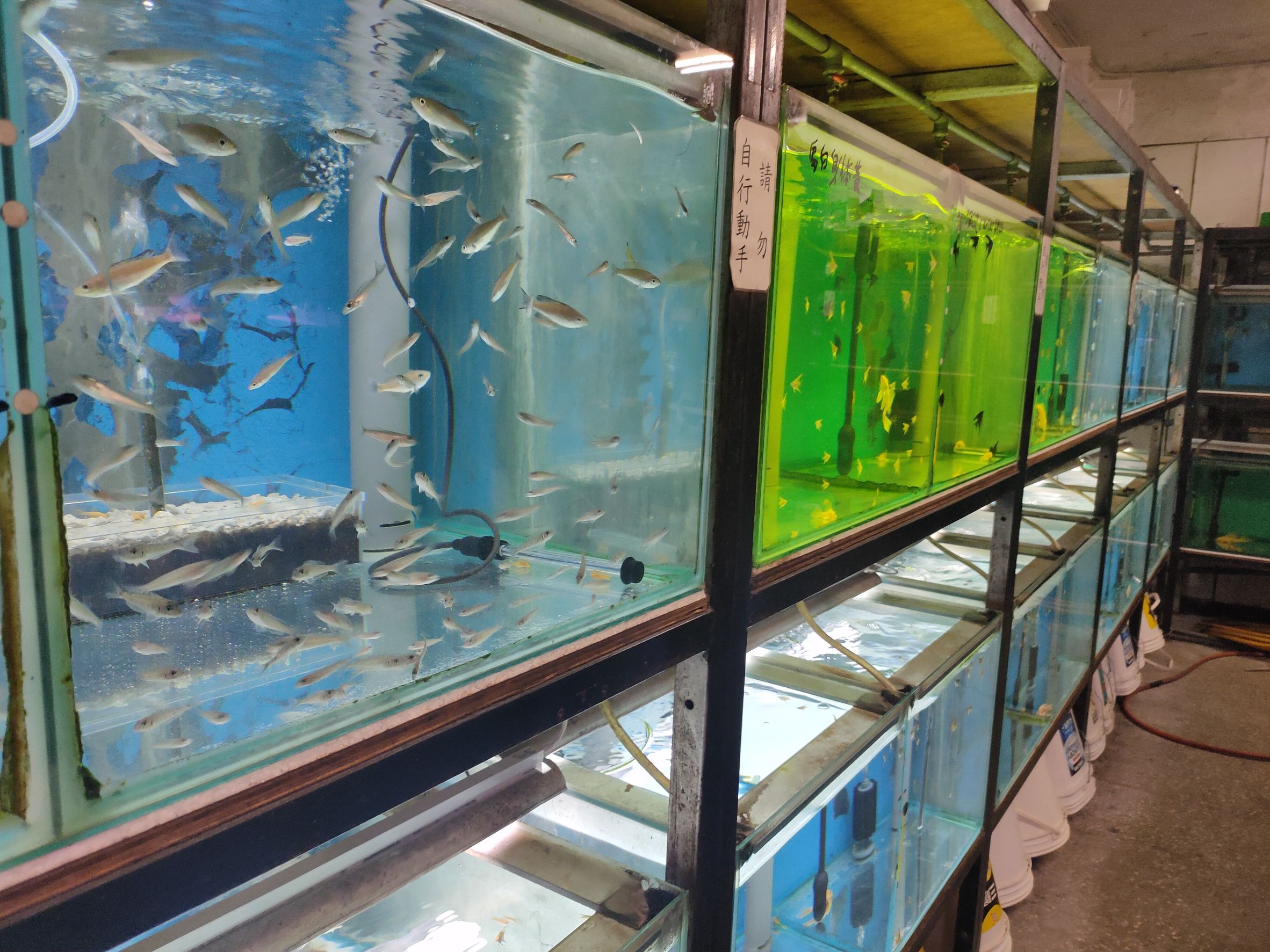 魚缸中飼養各式各樣的淡水魚.jpg