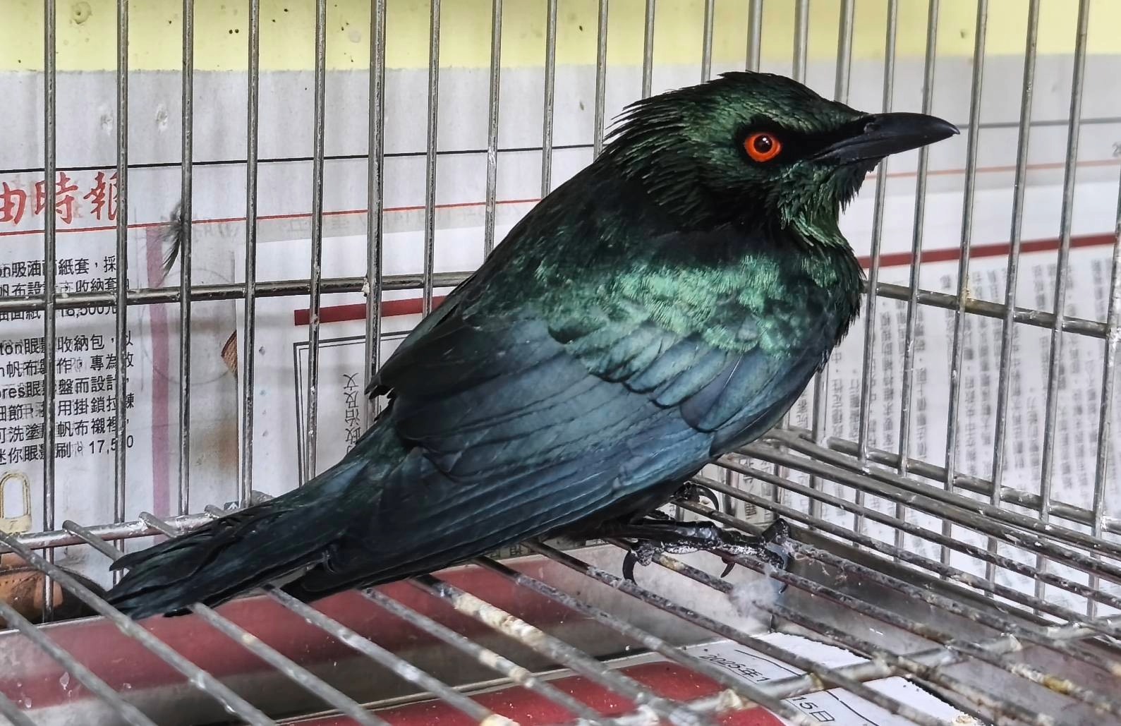 「紅眼詭光鳥」叩敲大樓住家玻璃護欄 原來竟是亞洲輝椋鳥求救訊號  圖片集錦，共 7 張