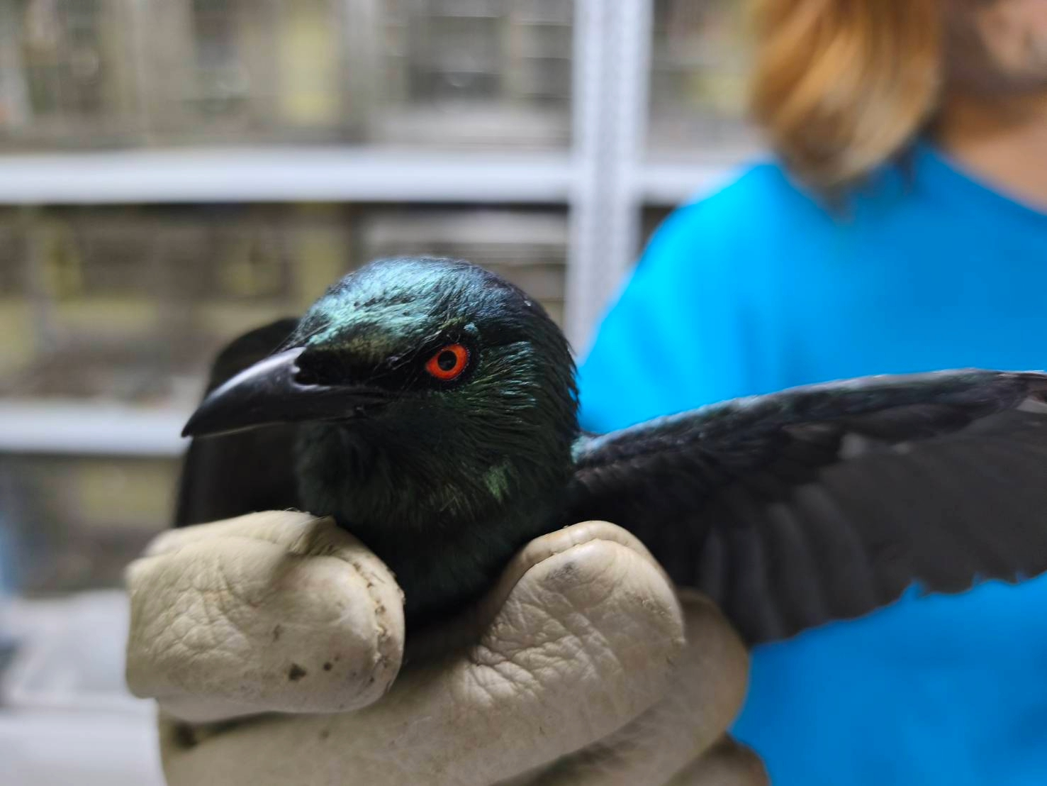「紅眼詭光鳥」叩敲大樓住家玻璃護欄 原來竟是亞洲輝椋鳥求救訊號 圖片集錦，共 7 張