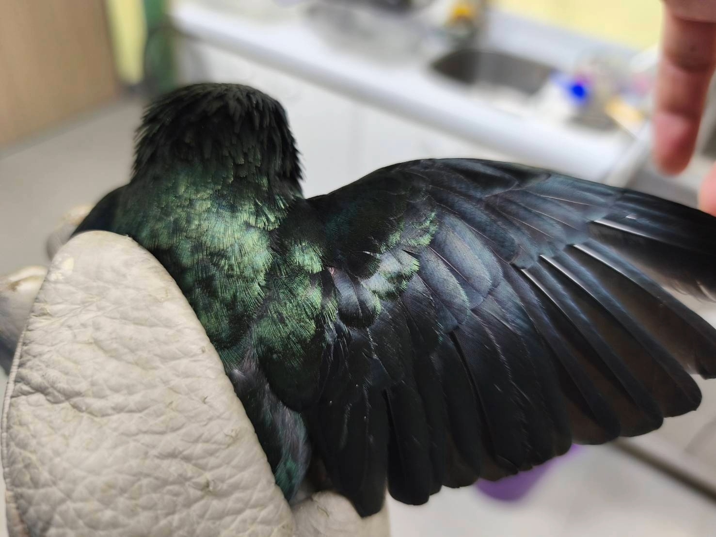 羽毛呈現閃亮墨綠光澤。.jpg