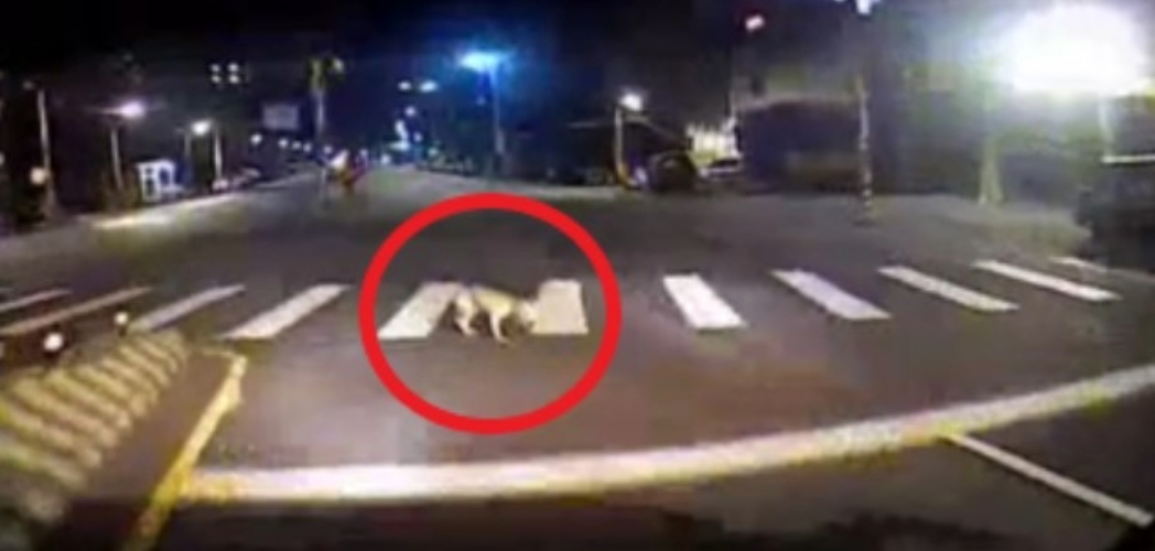 公車夜路輾斃遊蕩犬隻 駕駛逃逸移送法辦 圖片集錦，共 7 張