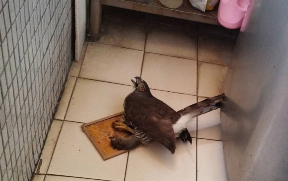 捕鼠高手落難於黏鼠板 新北市動保處火速救援  圖片集錦，共 7 張