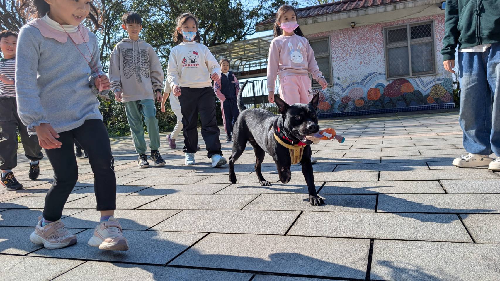 新北跨縣市推校園犬貓　數量全國最多  圖片集錦，共 7 張