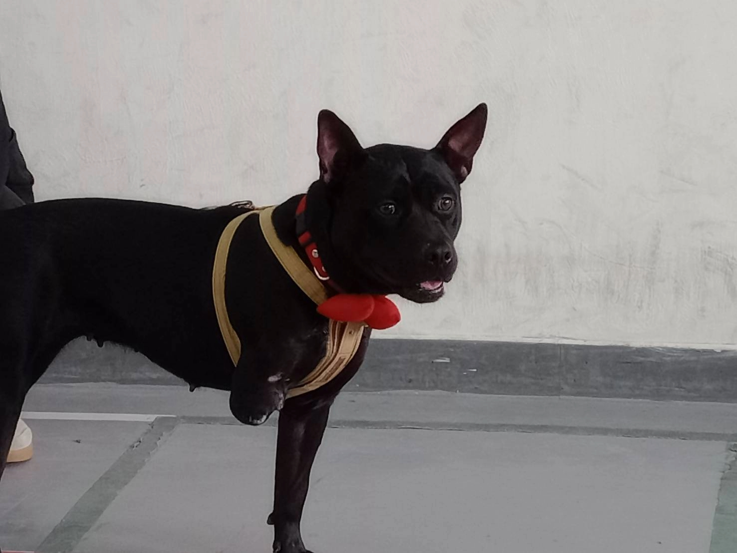 新北跨縣市推校園犬貓　數量全國最多 圖片集錦，共 7 張