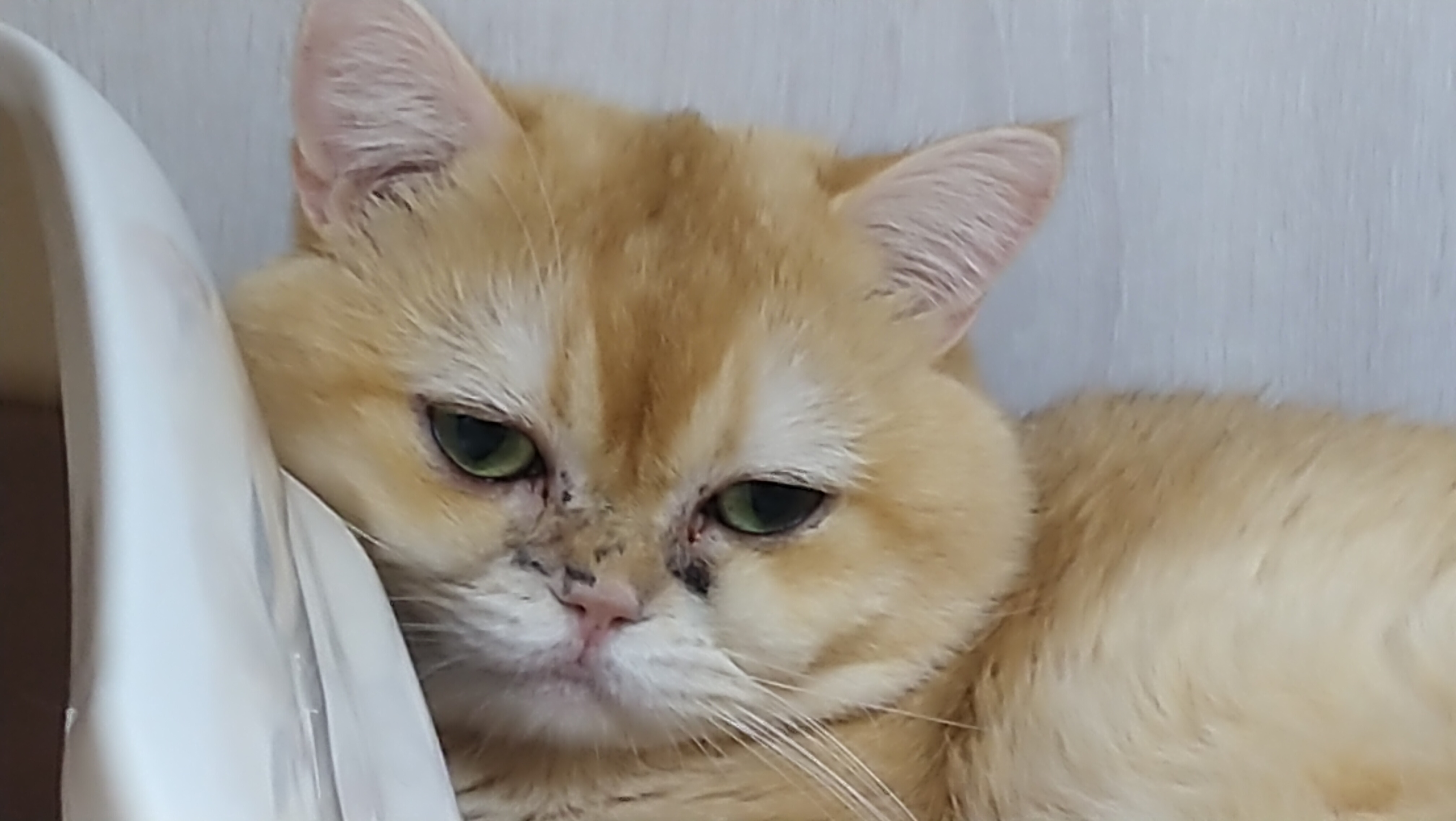 寵物買賣常見疑似貓隻呼吸道感染 (2).jpg