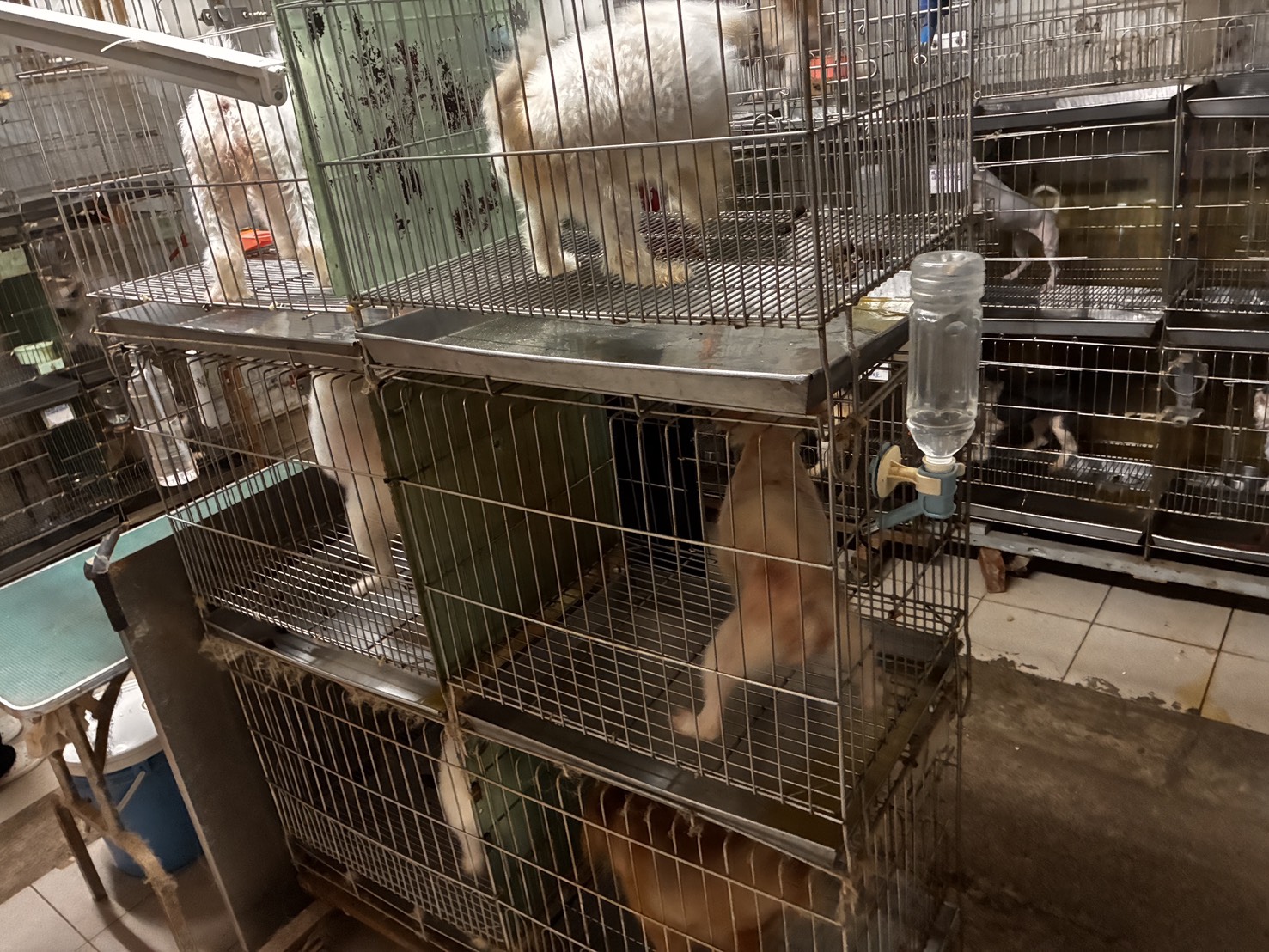 寵物店販售犬隻籠具無法轉身伸展　新北動保處依法裁罰4萬  圖片集錦，共 7 張