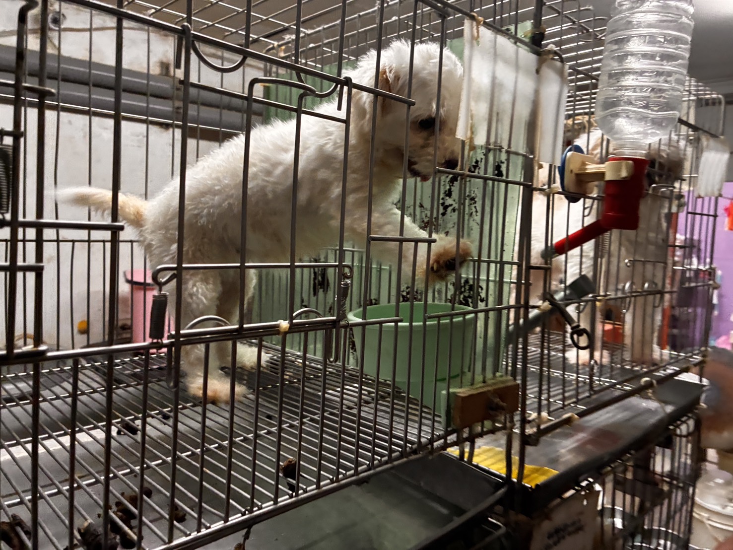 寵物店販售犬隻籠具無法轉身伸展　新北動保處依法裁罰4萬 圖片集錦，共 7 張