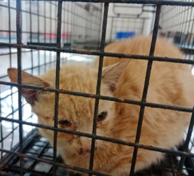 苗收醫療照護，改善生病浪貓生活品質 圖片集錦，共 3 張