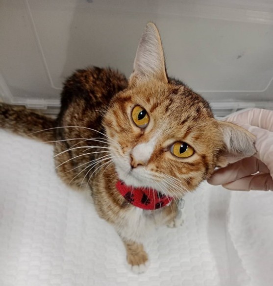 放置食道餵管後精神狀況改善