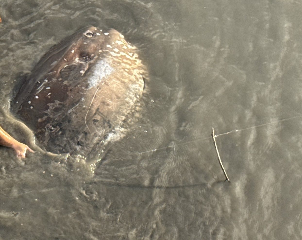 關渡碼頭驚見「翻車」現場？動保處與渡輪人員接力 助擱淺翻車魚重返大海  圖片集錦，共 1 張