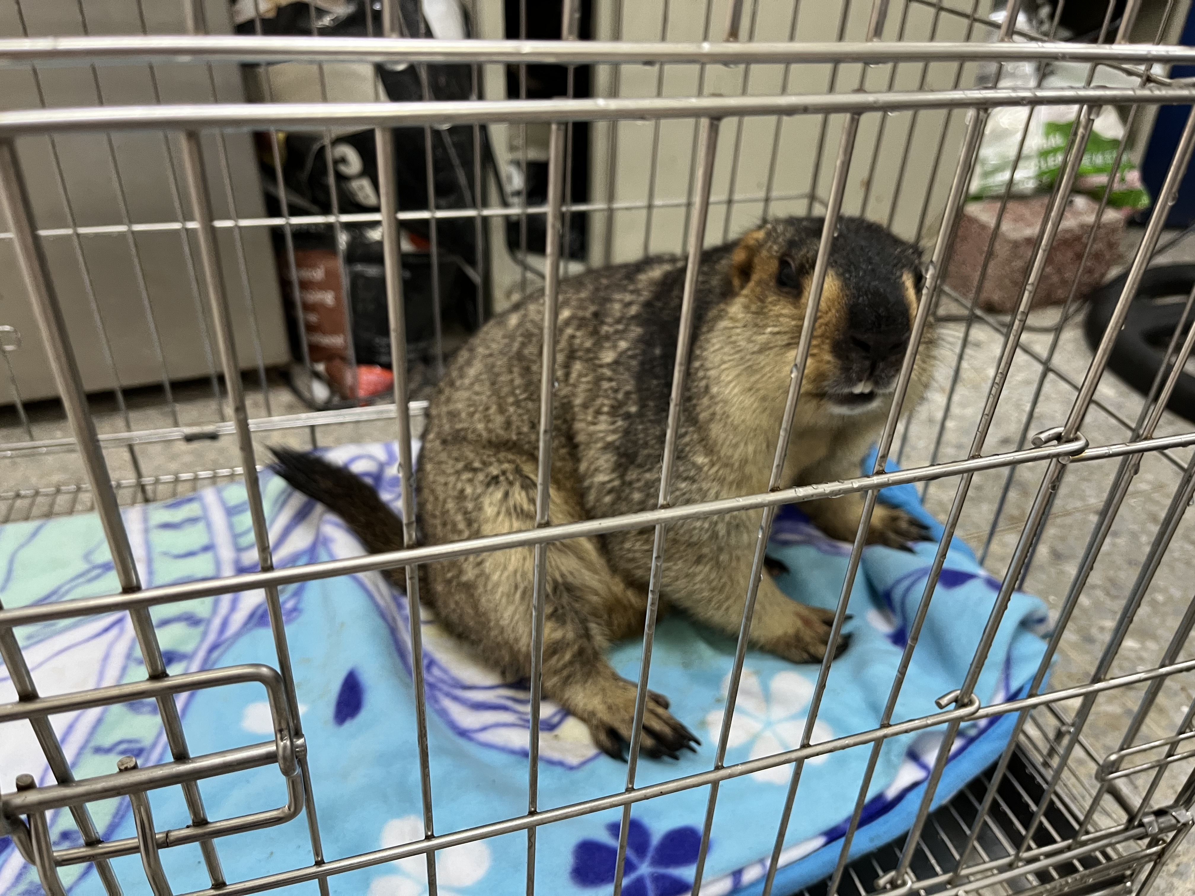 日前動保處拾獲旱獺，飼主有做特殊寵物登記晶片順利尋回.jpg