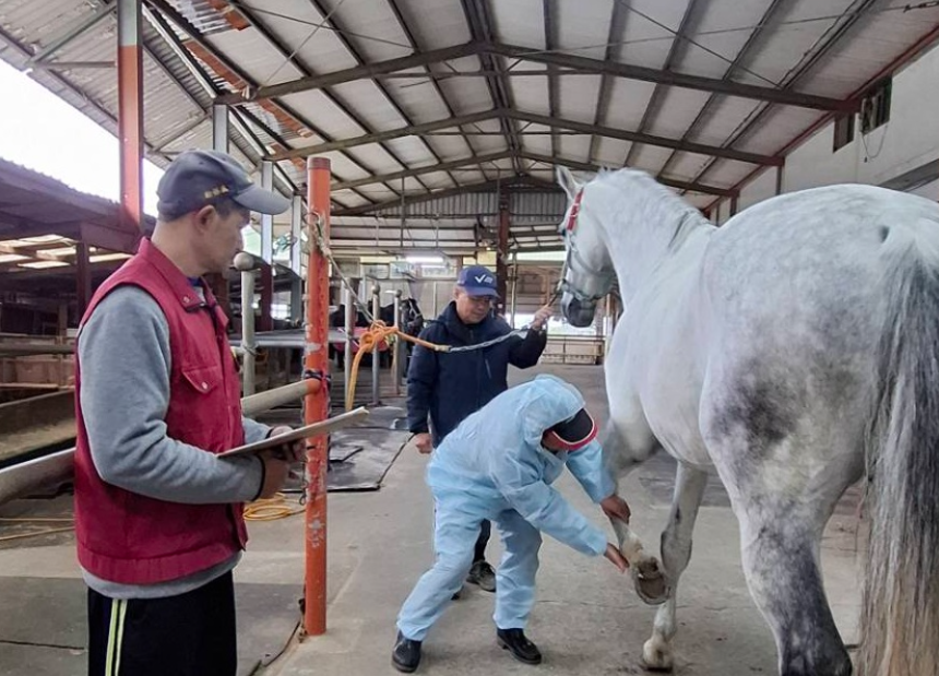 特約獸醫師檢查馬蹄狀況.png