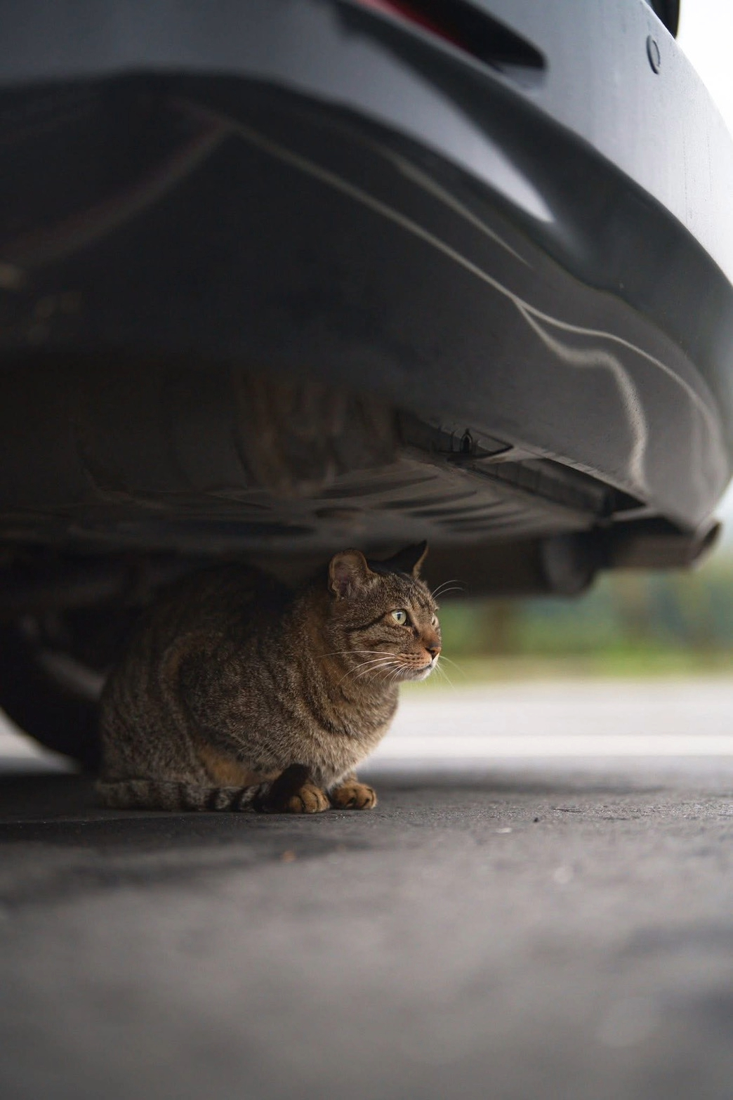 新北猴硐貓公所三方合作 打造友善貓村新風貌 圖片集錦，共 7 張