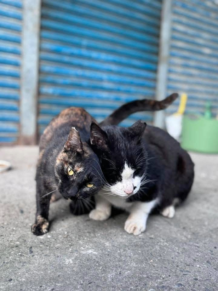 奧迪&妙妙哥倆好，在貓公所等一個長長久久的家（猴硐貓友社提供）.jpg