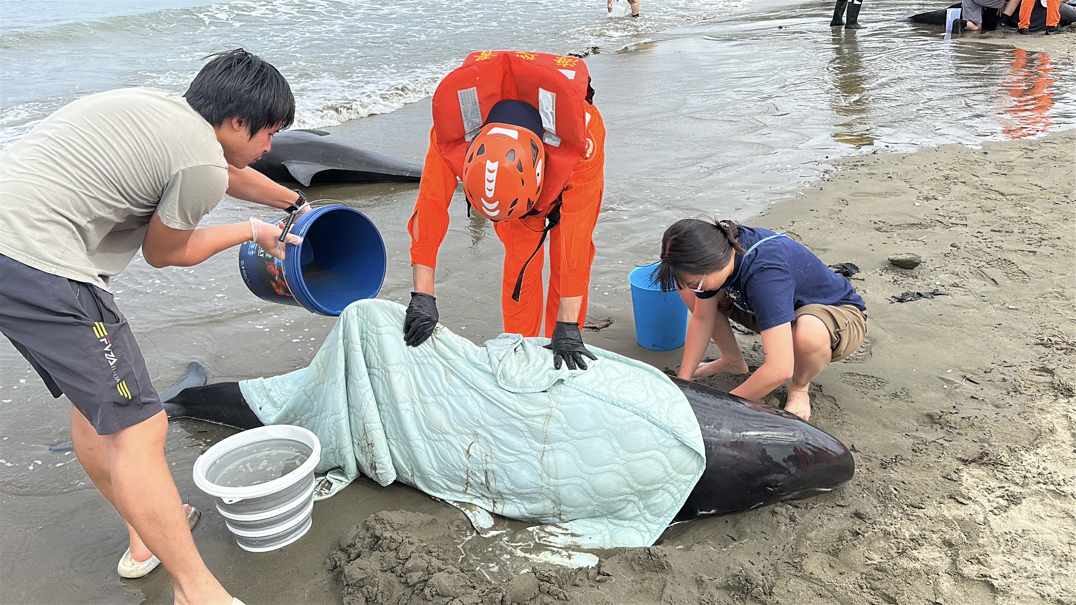 屏東縣115年3月動物保護宣導 #🌊【遇到擱淺鯨豚怎麼辦？請不要圍觀，立即通報118！】🐋 圖片集錦，共 2 張