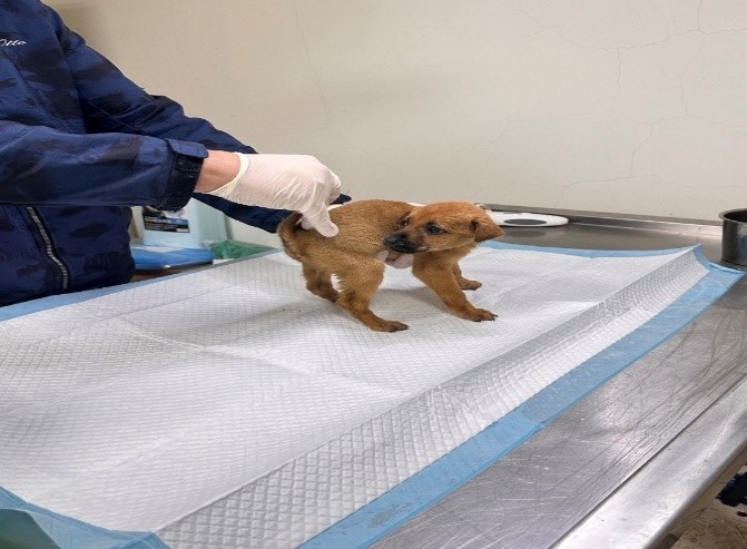  排便狀況可及早發現腸道或潛在疾病！   圖片集錦，共 2 張