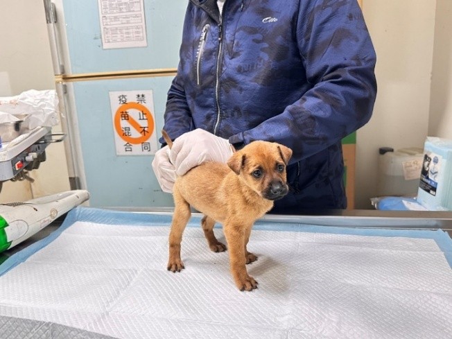  排便狀況可及早發現腸道或潛在疾病！  圖片集錦，共 2 張