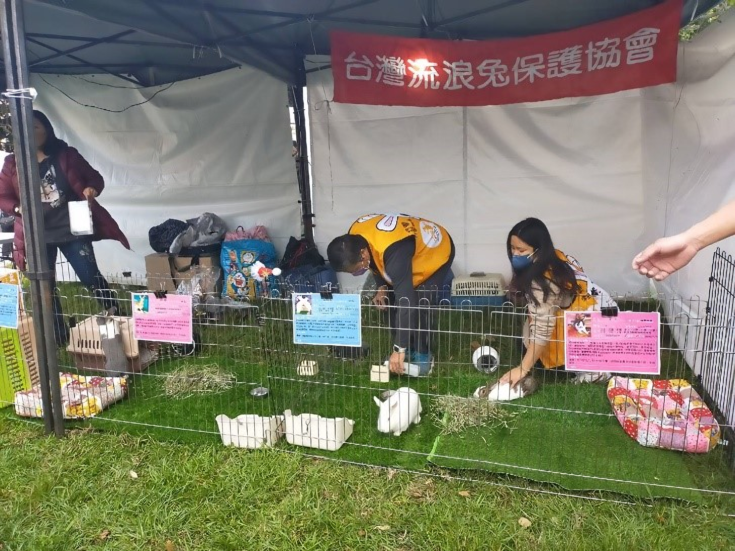 兔子食用牧草應佔飲食的 75-85% 以上。其優點包括提供高纖維以促進腸道蠕動、預防毛球症及腸道停滯，以及透過咀嚼磨耗不斷生長的牙齒，預防咬合不正.png