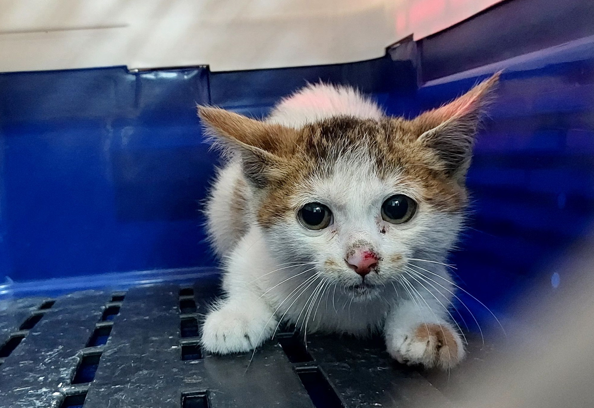 前世貓情人，醜小鴨變成小天鵝，新北市動保處獻浪漫祝福 圖片集錦，共 7 張