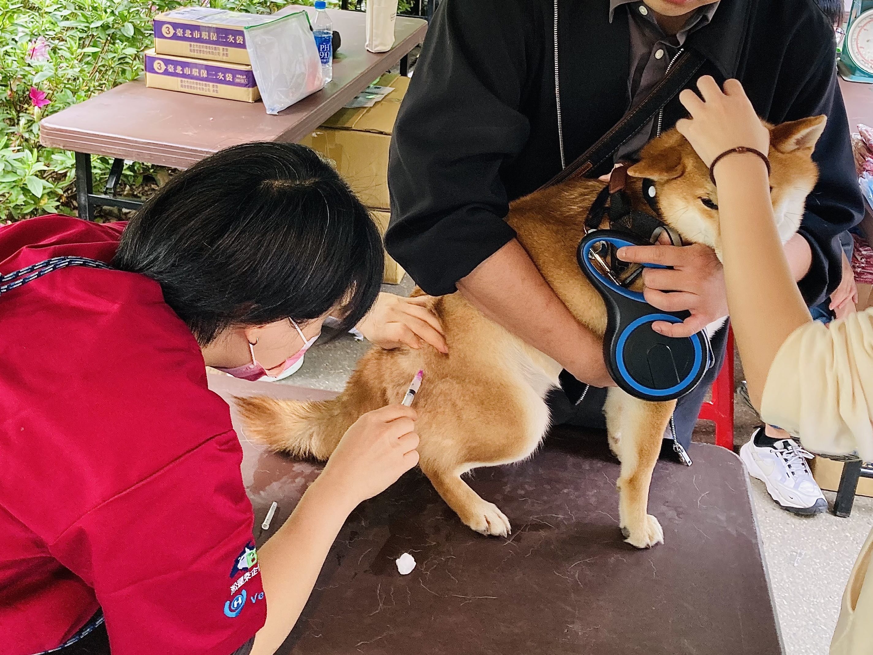 賞花也能幫毛孩防疫！北市動保處本(3)月29日免費為毛孩施打狂犬病疫苗  圖片集錦，共 1 張