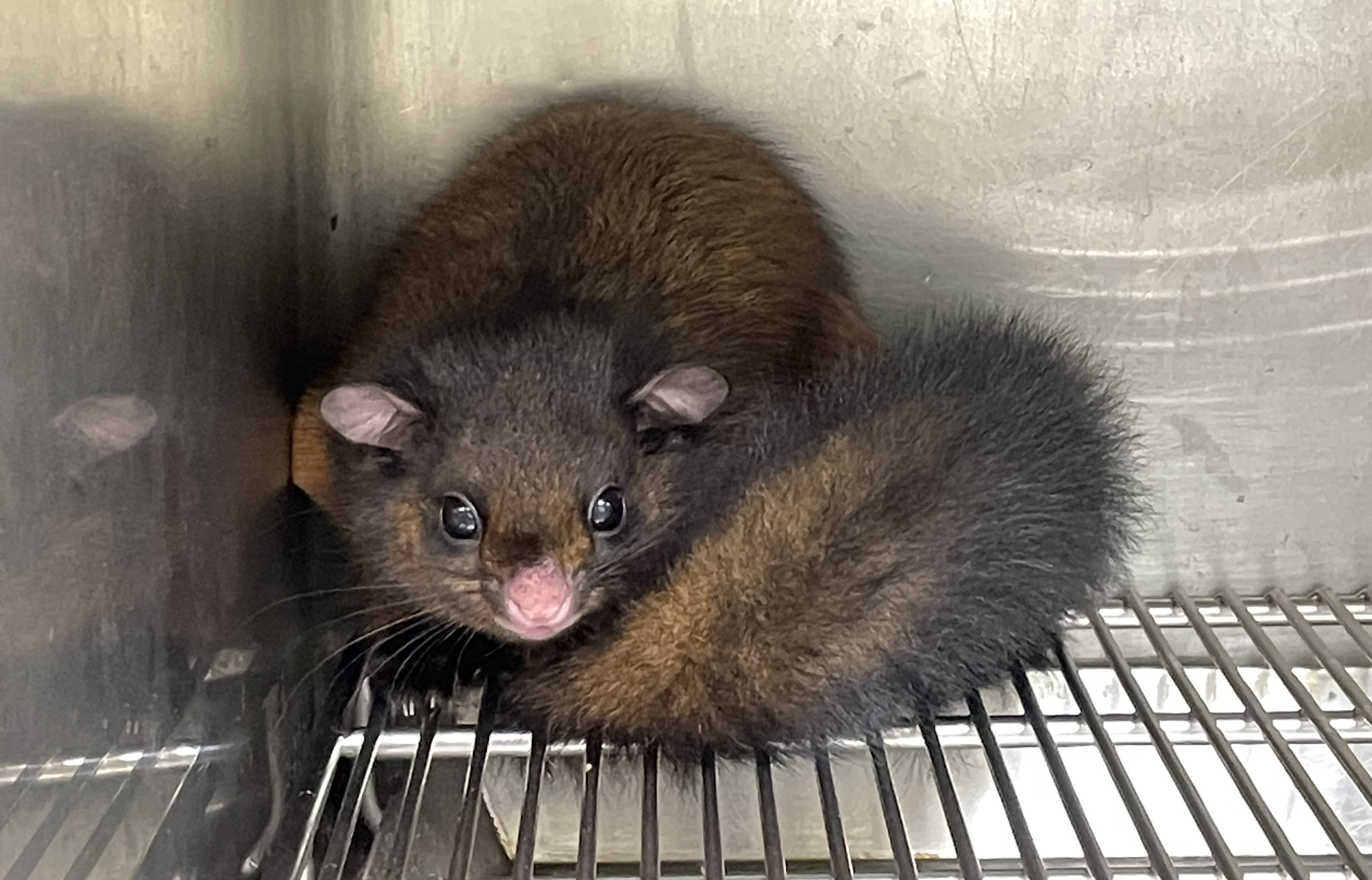 野動救援有一套新北建救援SOP，打造專業救援流程  圖片集錦，共 7 張