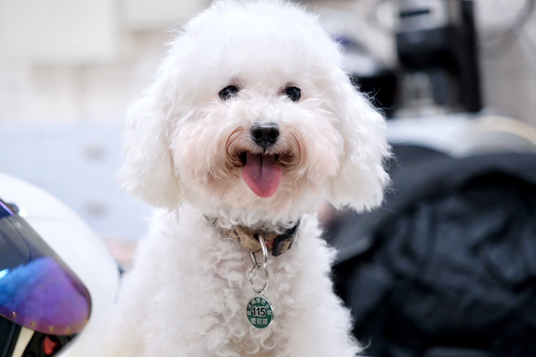 防疫No.1! 新北狂犬病績效全國評比第一，社區免疫一個都不能少  圖片集錦，共 5 張