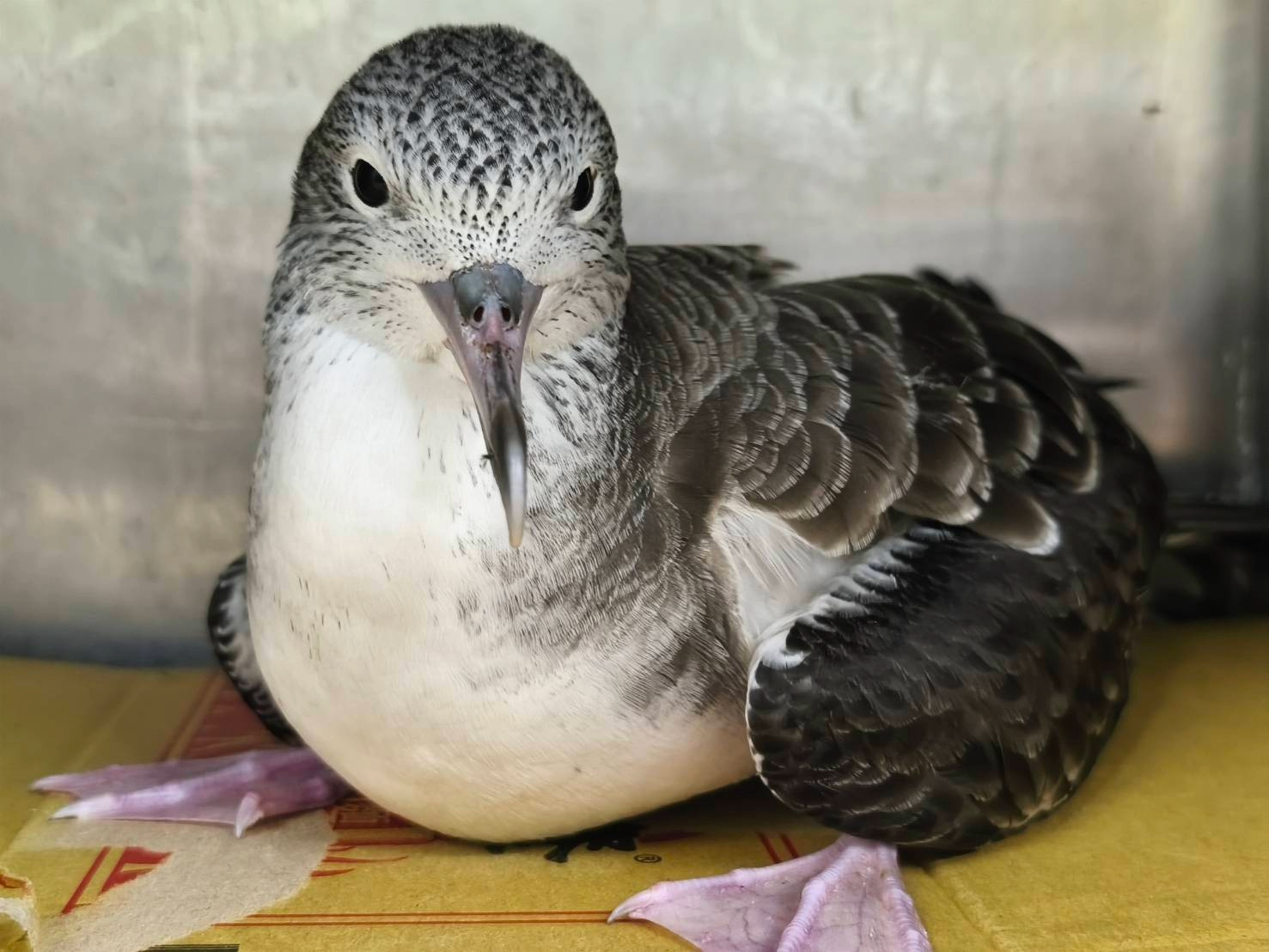 萬里候車亭驚見迷航大水薙鳥　新北動保處助牠平安歸返  圖片集錦，共 7 張