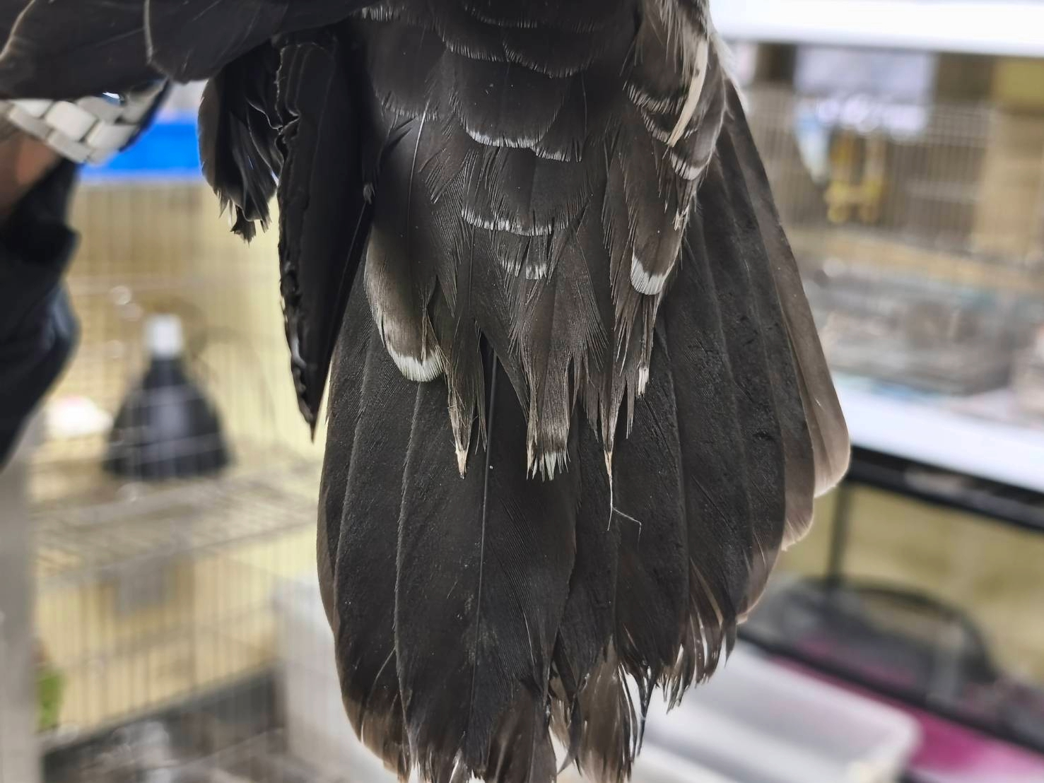 萬里候車亭驚見迷航大水薙鳥　新北動保處助牠平安歸返 圖片集錦，共 7 張
