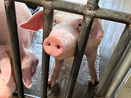 苗栗縣啟動實驗動物機構年度大稽查!動物福祉落實無死角 圖片