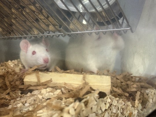 苗栗縣啟動實驗動物機構年度大稽查!動物福祉落實無死角 圖片集錦，共 2 張