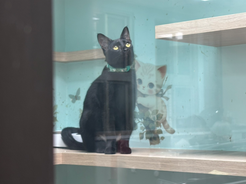 白色情人節暖心登場　新北動保處推3月認養會替毛寶貝找家 圖片集錦，共 7 張