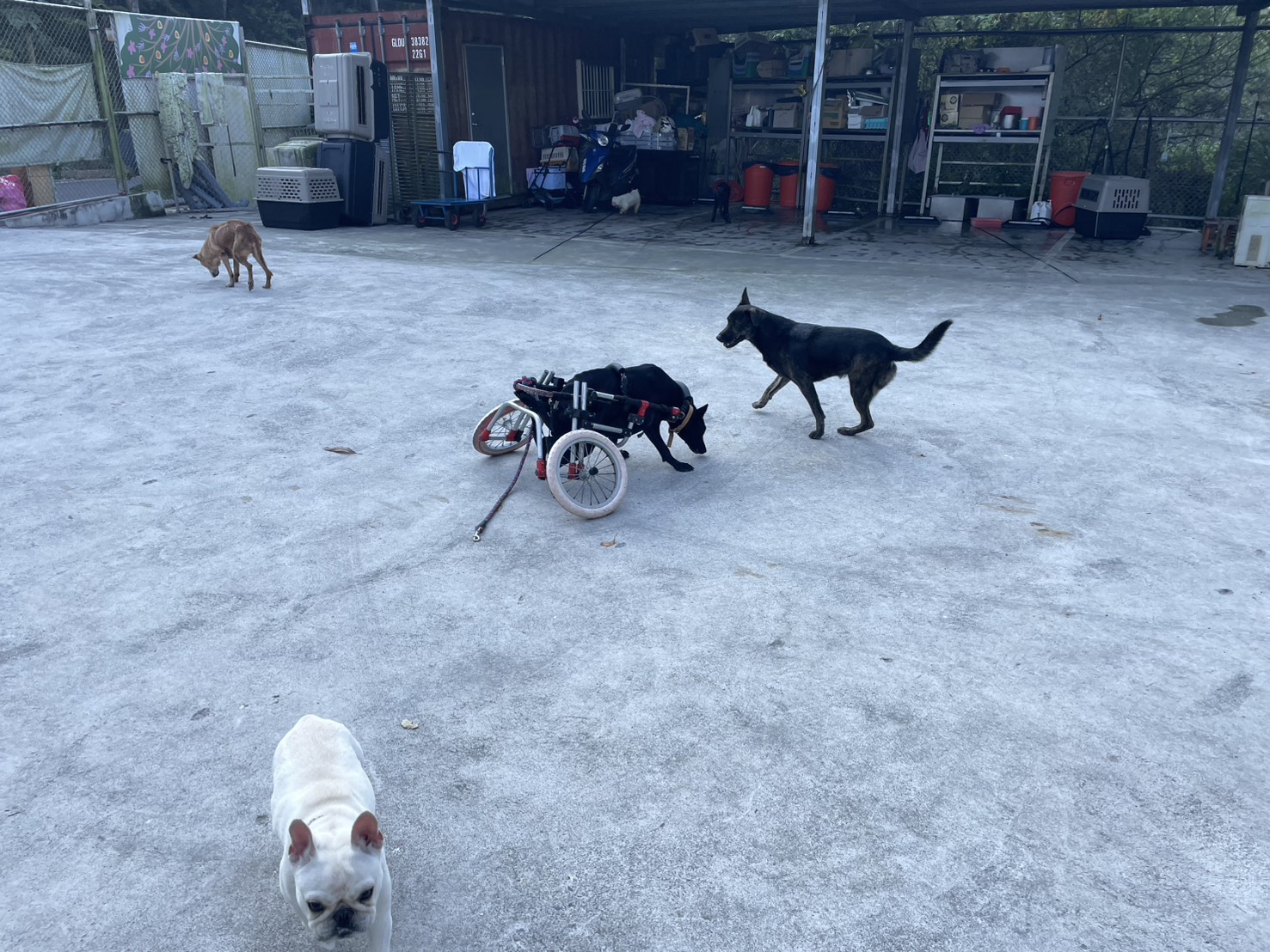 毛寶貝放風時間驚見落水狗，新北動保即時伸出援手！ 圖片集錦，共 6 張