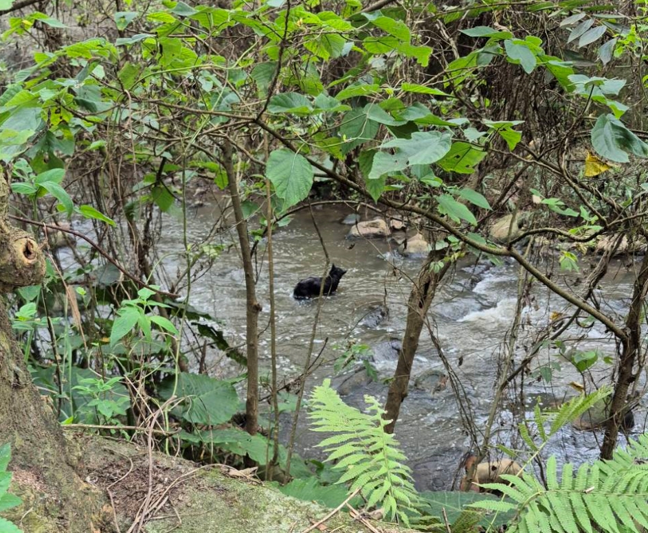 黑狗受困紅水仙溪中.jpg