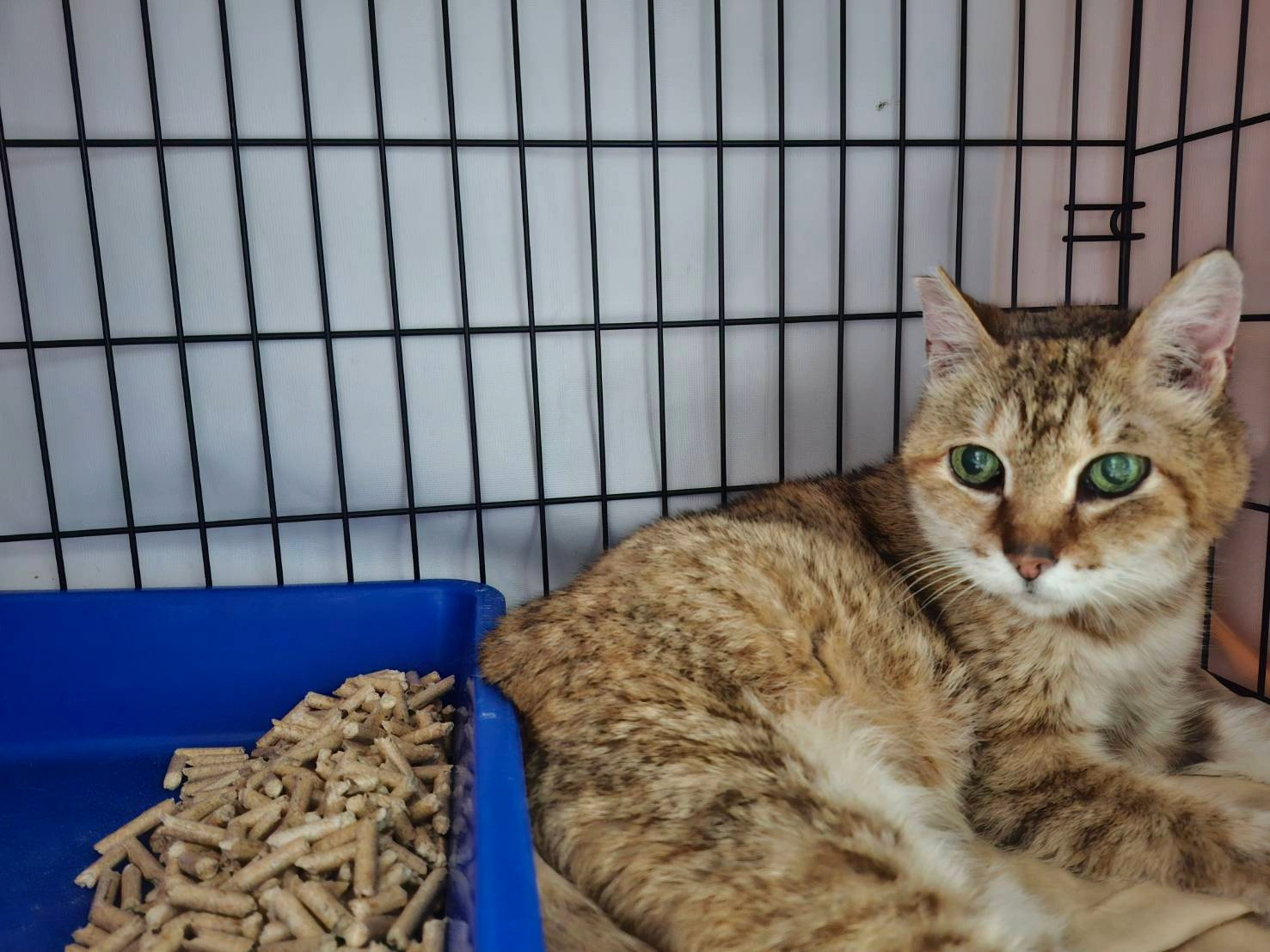 板橋浪貓重獲新生　失明「花奶奶」盼覓溫暖新家 圖片集錦，共 7 張