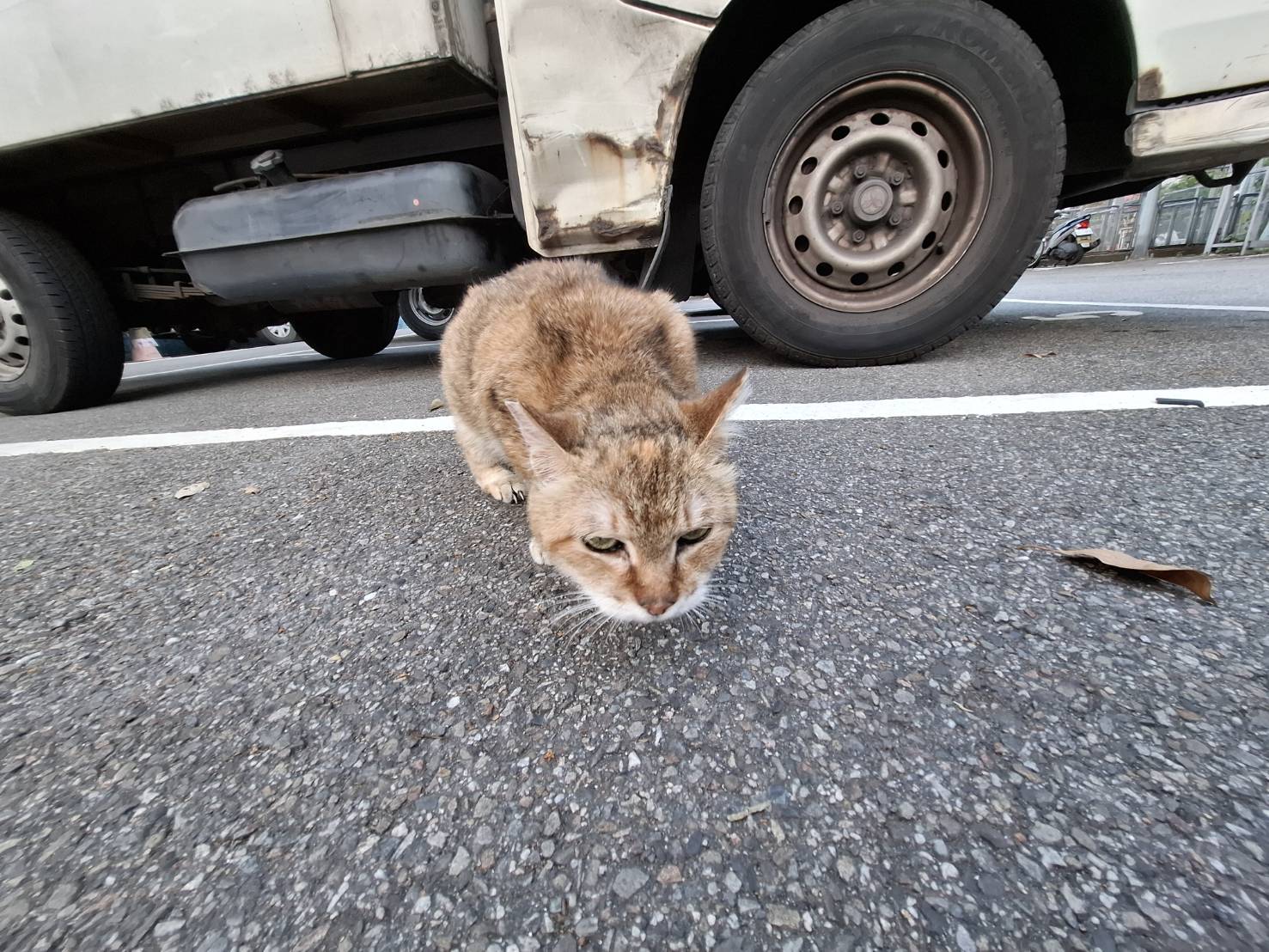 浪貓瘦弱呆坐於車道中央.jpg
