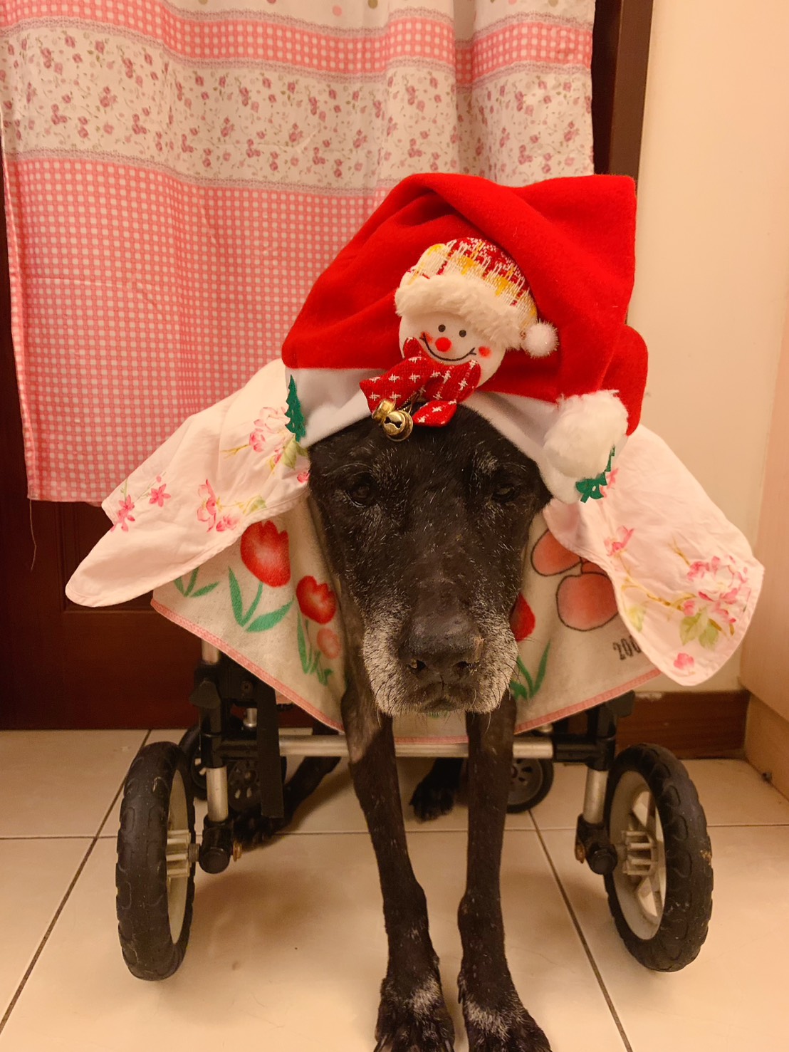 世界幸福日 新北認養幸福感調查：九成七飼主認養犬貓後更幸福 圖片集錦，共 7 張