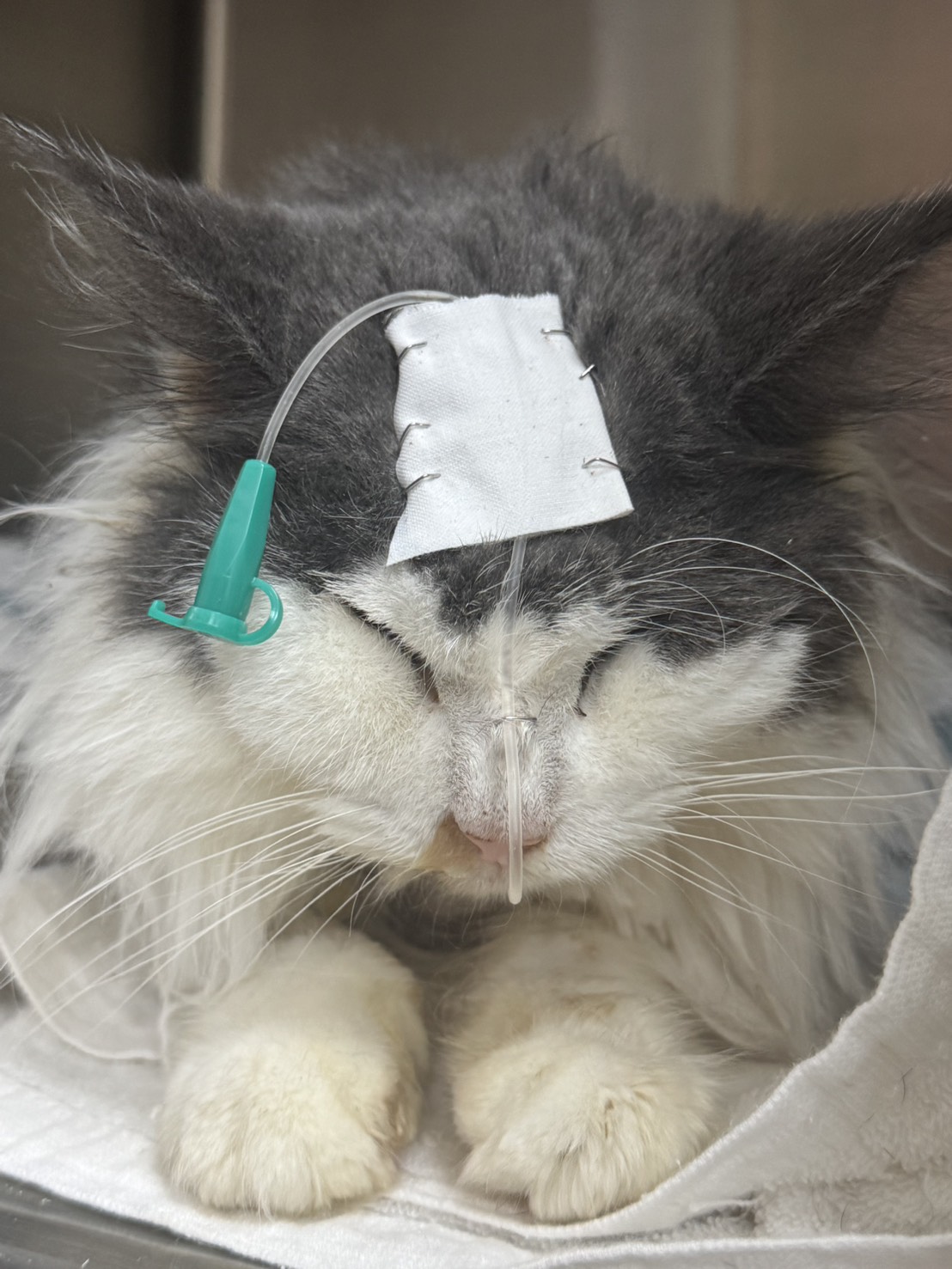 桃園市政府動物保護處破獲非法繁殖案，救援34隻緬因貓並將依法重罰及移送偵辦 圖片