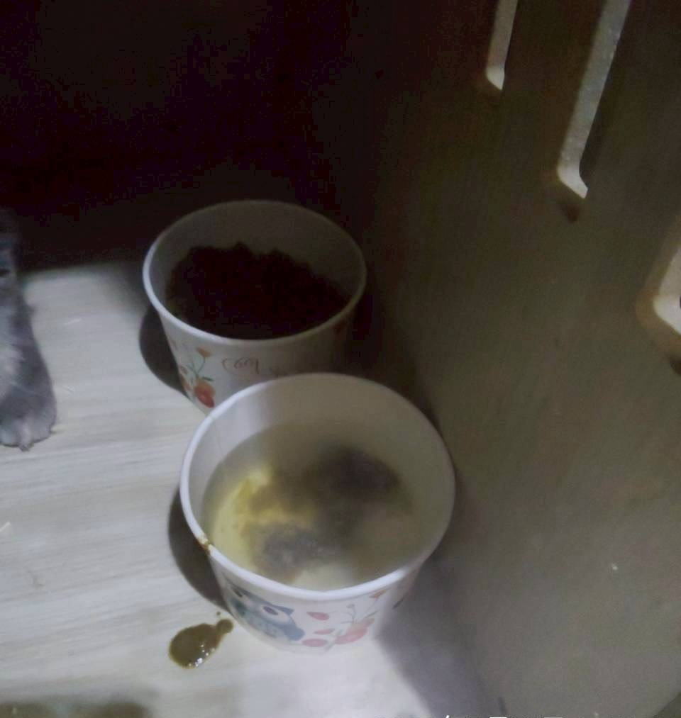 水盆內有黴菌、貓砂混和