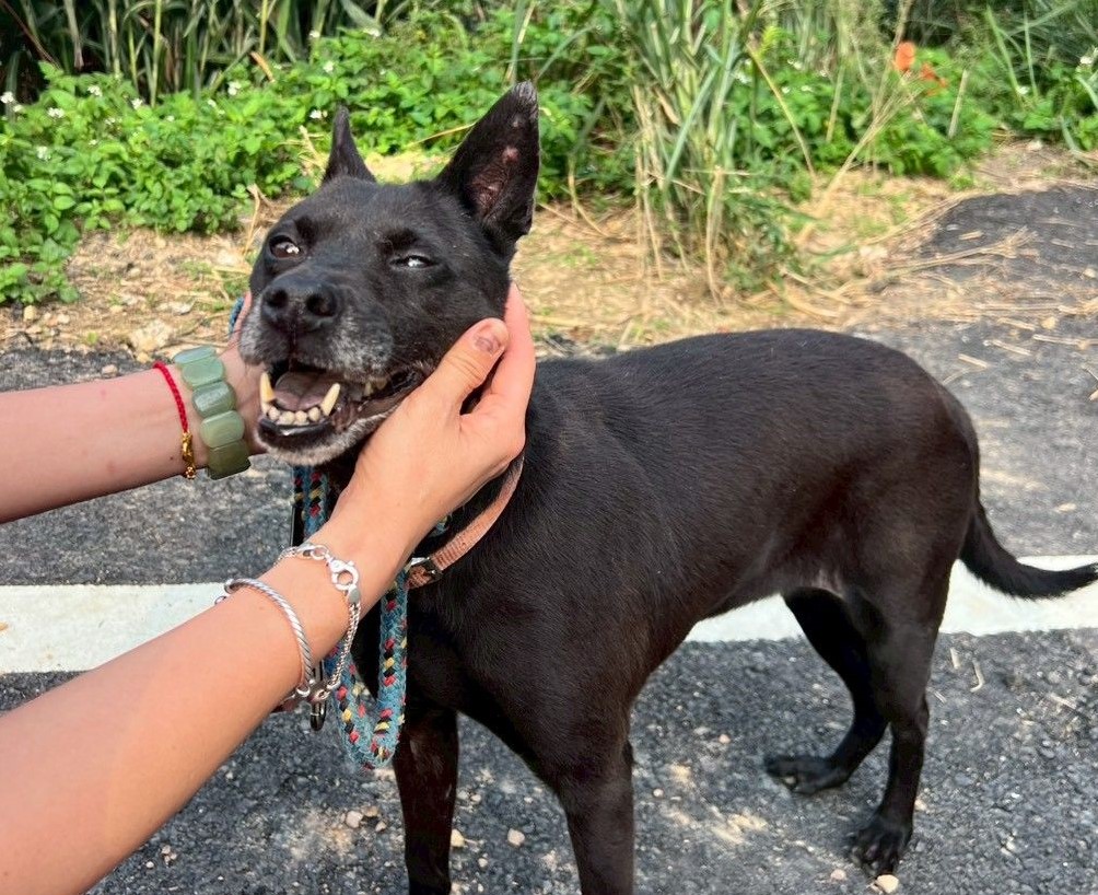 氣溫回升犬貓寄生蟲活躍　新北動保處籲加強日常防護 圖片