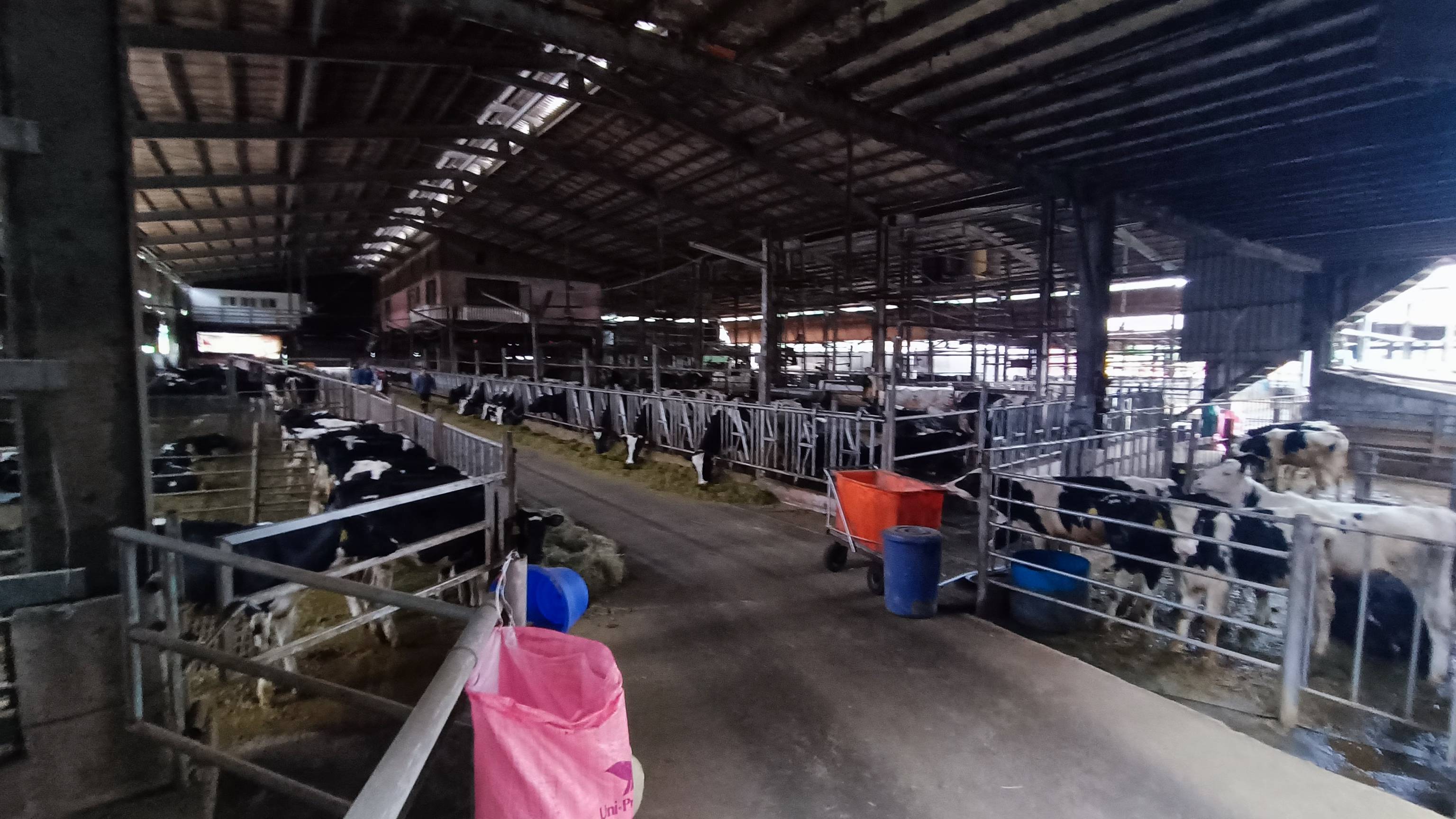 新北牛羊鹿無结核病-防疫無破口 圖片集錦，共 7 張