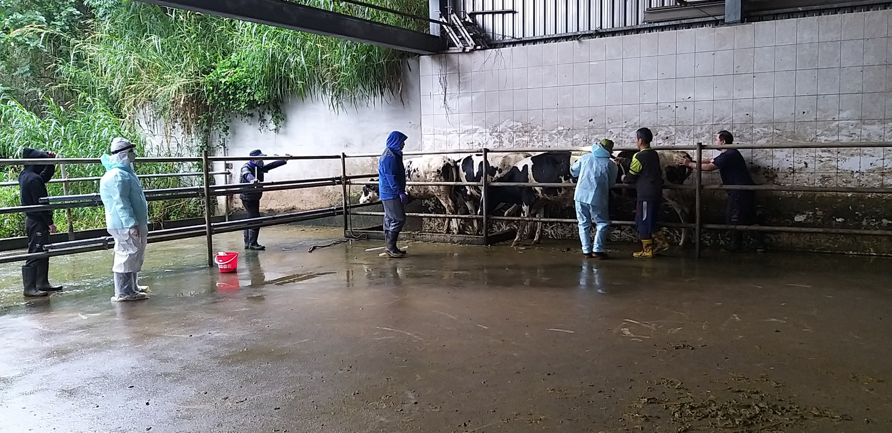 牛隻乖乖排隊等候抽血以及結核病檢測.jpg