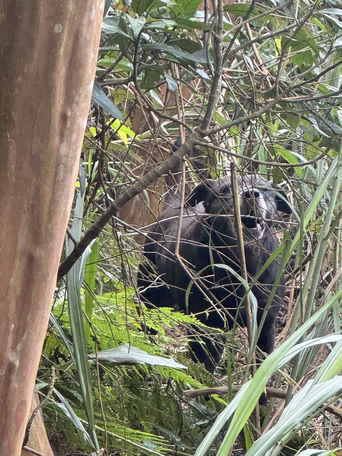 黑犬受鞭炮驚嚇困汐止山坡4天　新北動保處攀陡坡救援助返家 圖片集錦，共 7 張