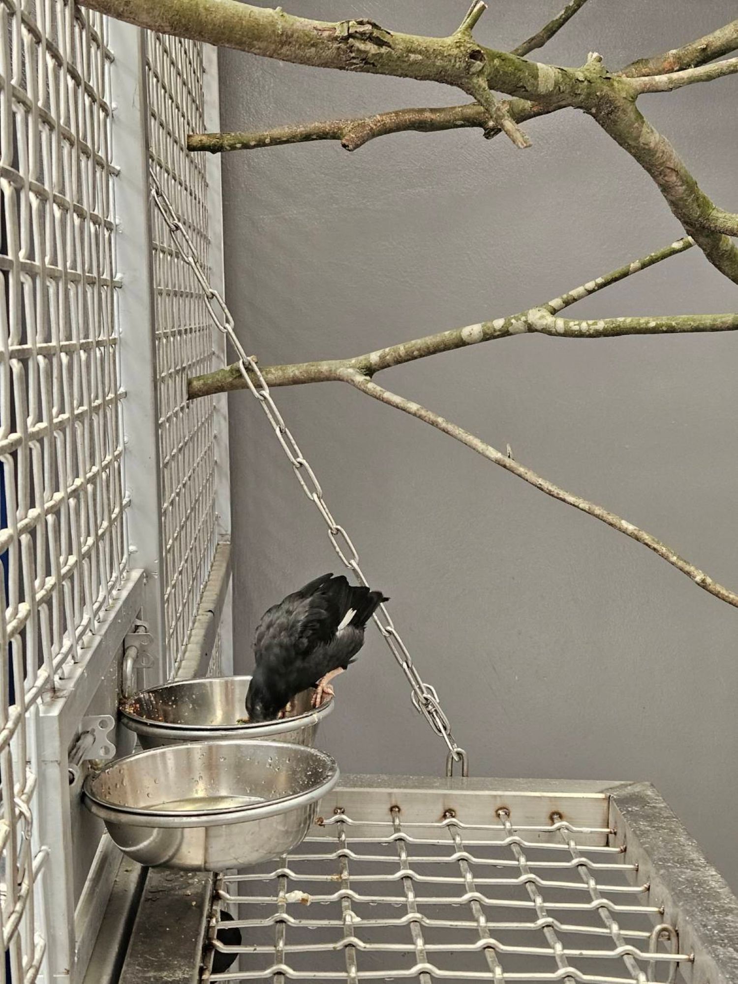 每年救援近6000隻！新北首座野生動物救傷收容中心三芝啟用 圖片集錦，共 10 張