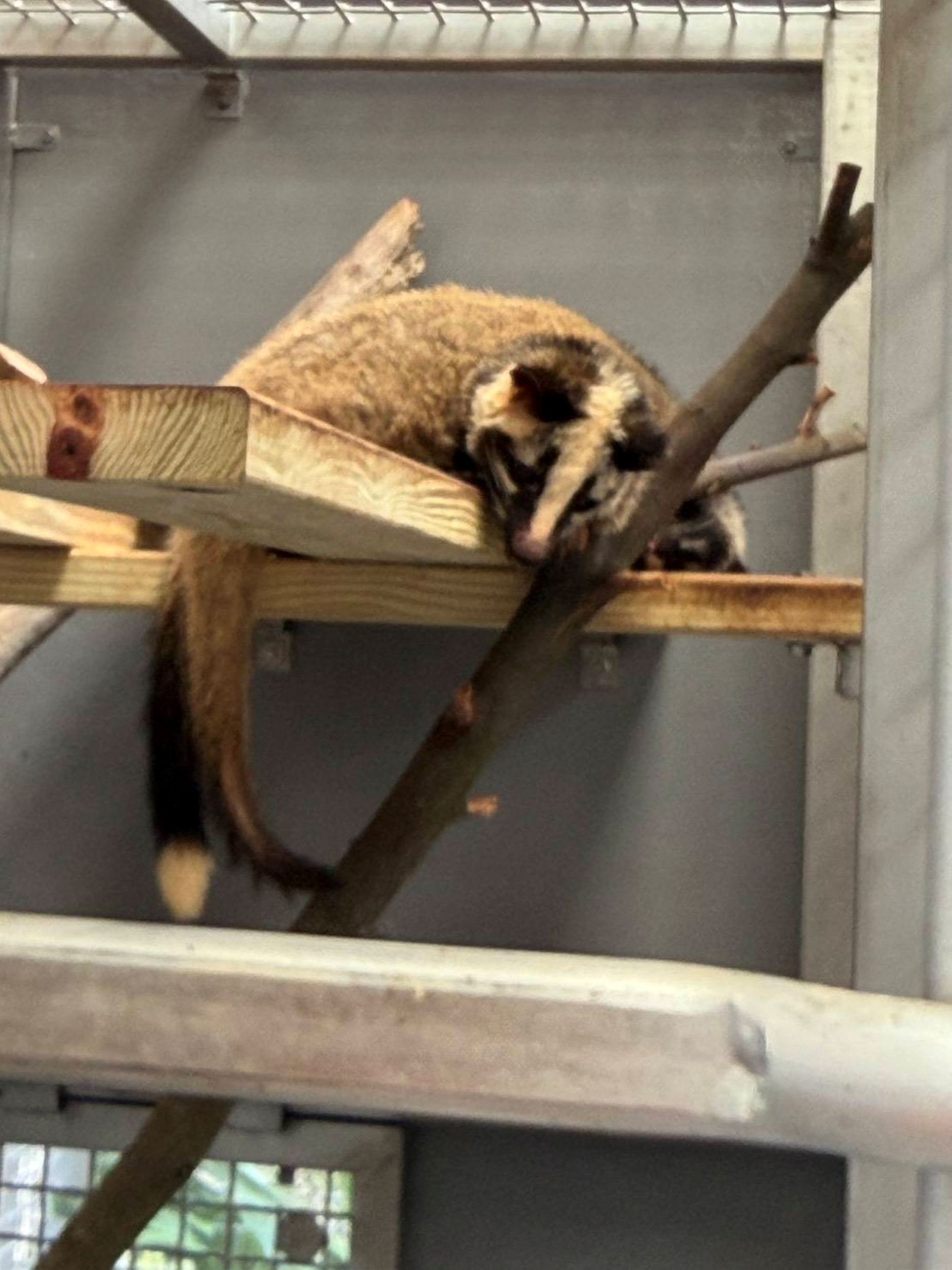 籠舍內架設棲架供白鼻心等小型哺乳類攀爬休憩。.jpg