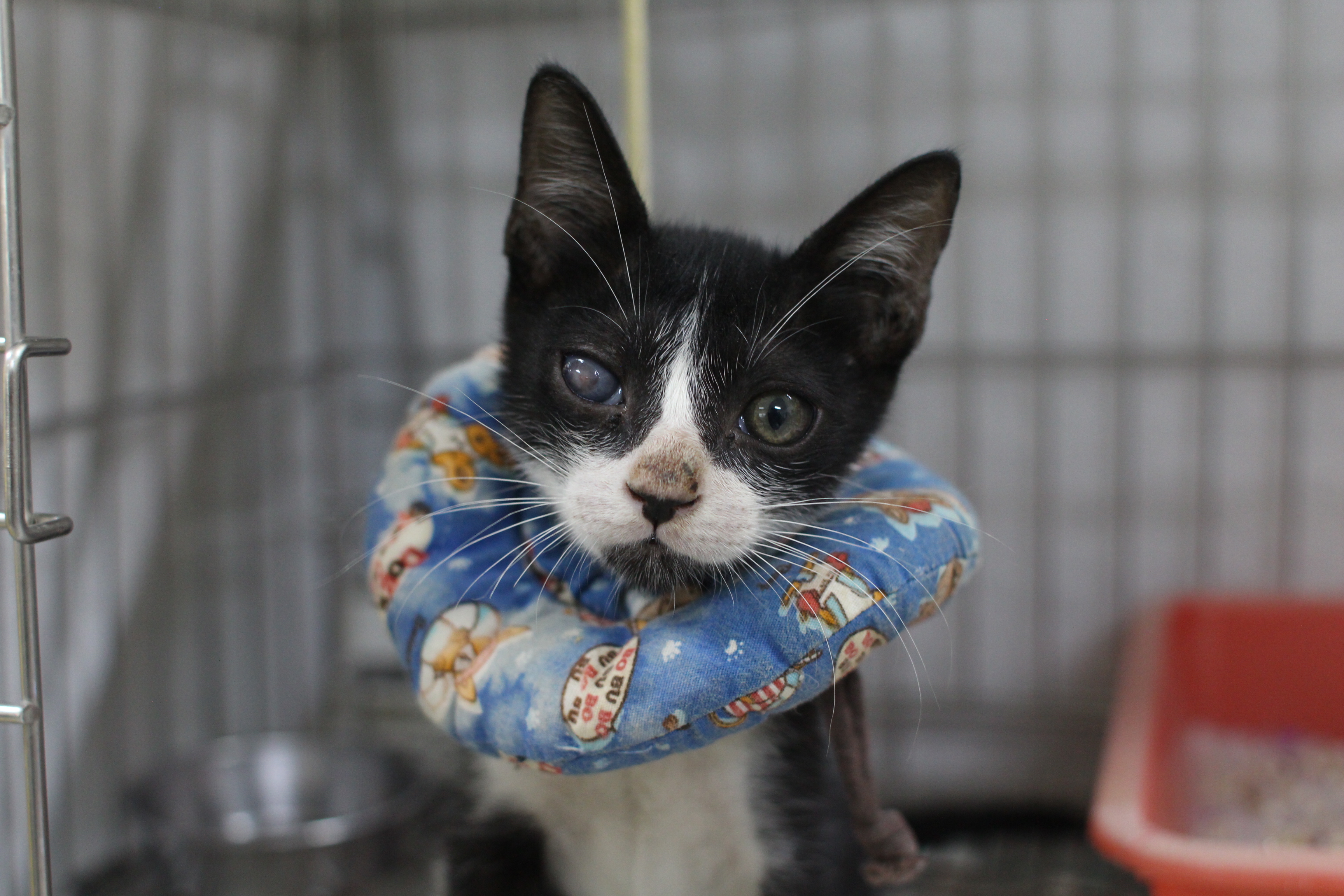 愛玩小賓士貓受傷嚴重險瞎眼，新北市動保處治療後找到認養家庭 圖片